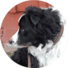 Balderdash Dogwear