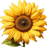 House of Flowers