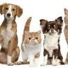 Bark Veterinary Clinic