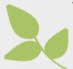 Plants center Schwabengütle A + M Schibel