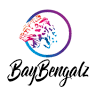 Baybengalz Bengal Cats South Devon