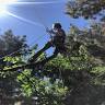 Black Bear Tree Care