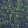 Bryant Church Hardwoods Inc
