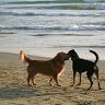 Beach Vet Hospital: Valikov Ena DVM