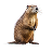 Beaver Carpets