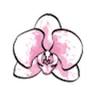 Bela Vida Urogynecology