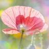 Emely's tuin