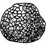Bianco Tartufi