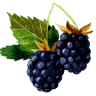 Blackberry Inn