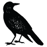 Blackbird Public House