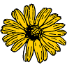 Black Eyed Susan