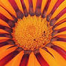 Blenheim Nursery Limited