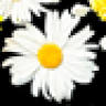 Bloemen De Jaeger