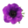 Bloemenhuis Anemoon