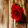 Flowers by Jany