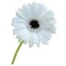 Bloementijd