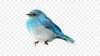 Blue Bird Real Estate & Blue Bird Approach