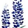 Bluebonnet Exteriors