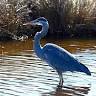 Blue Heron RV Park
