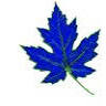 Blue Maple Systems