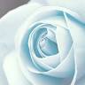 Blue Rose / Blue Rose MOET style (school)