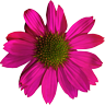 Blumen Sieckmann