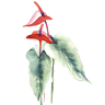 Blumen Ursula