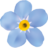 Blumen Vergissmeinnicht / Irene Falgschlunger