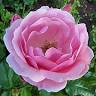 Blumen Flora
