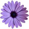 Blumen Flum