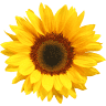 Blumen Gebetsroither