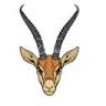 Bokke Sports