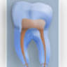 Boston Endodontics