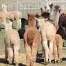 Boston Fine Fibres and Jimburra Alpacas