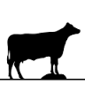 Bronckhorster Beef