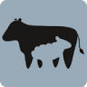 Broom House Farm Coffee Shop