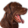 Brown Dog Pizza