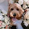 Buds n Roses