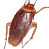 Bugman Inc