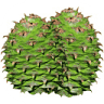 Bunya Nurseries