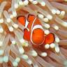 Ocean Free & Ocean Freedom - Cairns Premier Great Barrier Reef & Island Tours