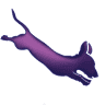 Canine Bodywork & Aquatics