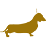 Canis Formula - Allevamento bassotti standard, bassotto nano e bassotti kaninchen pelo corto