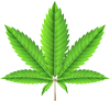 Cannabis Fields