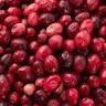 Cape Cod Cranberry Bog Tours