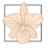 Cattleya Esthétique