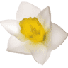 centri narciso