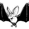 Chauve Souris Auvergne