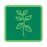 Choice seedlings