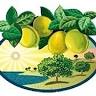 Citrus Grove Estates